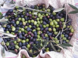 Olijvenoogst